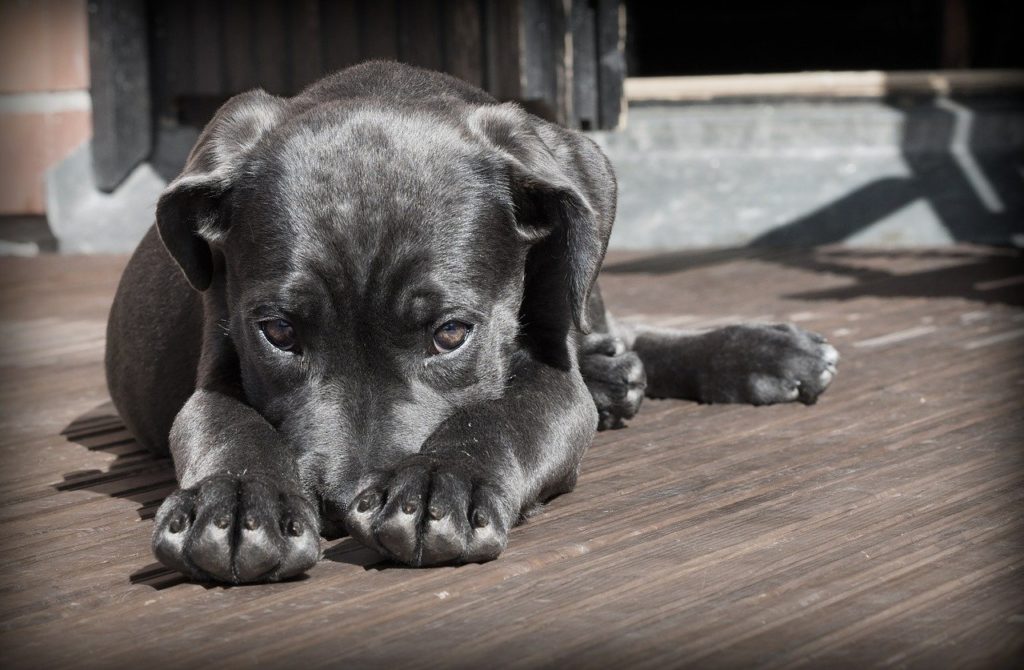 pet stains and how to clean